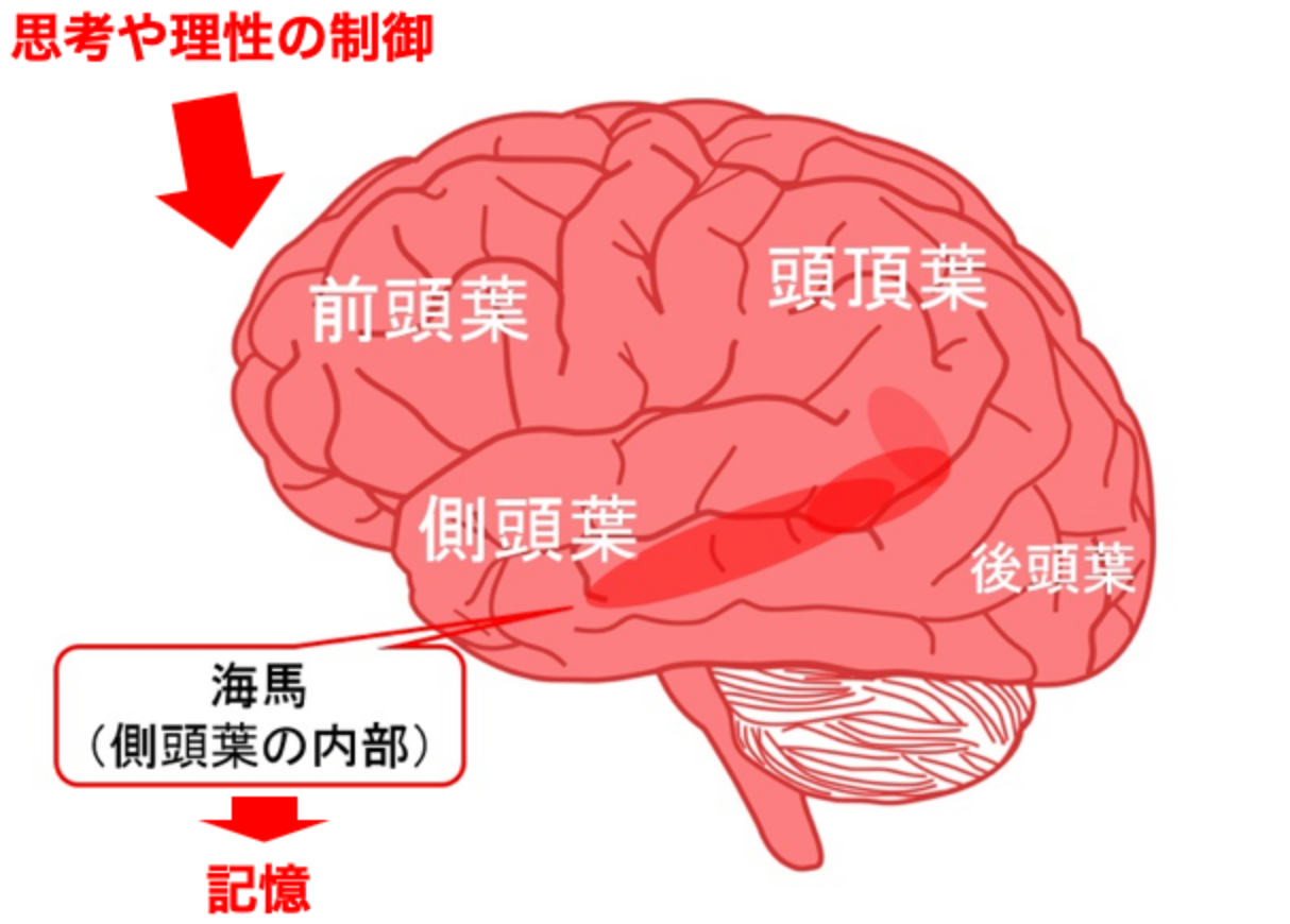 脳の部位と機能
