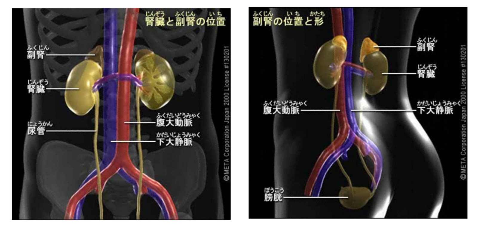 腎臓と副腎の位置と形
