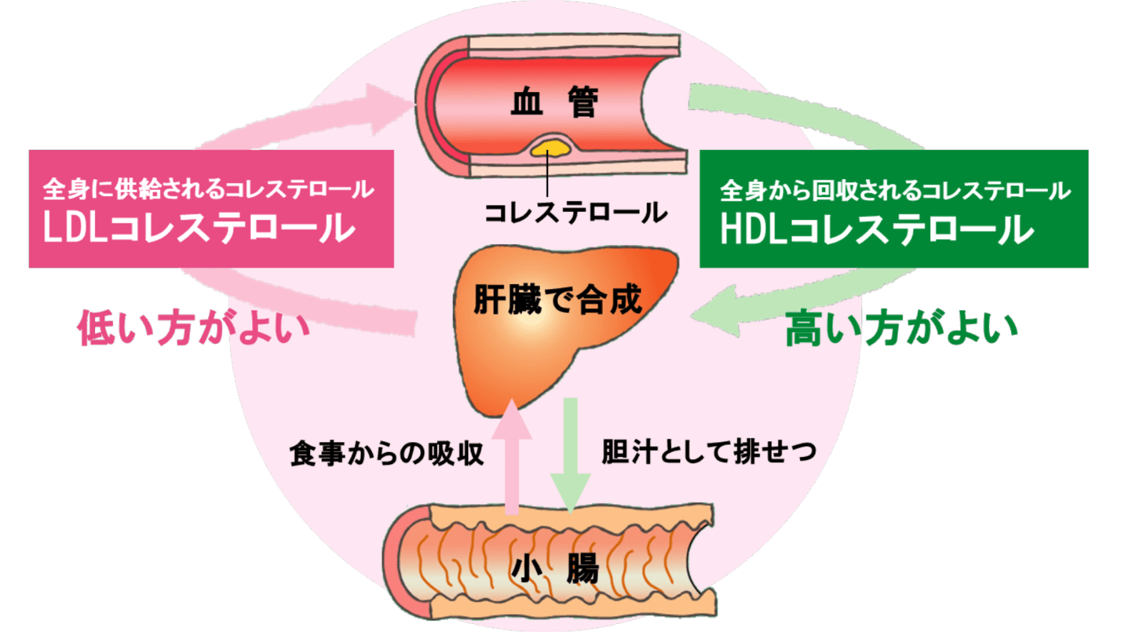 脂質異常症はどのように診断されますか?