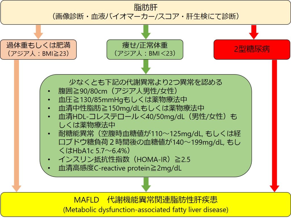MASLD 代謝機能障害関連脂肪性肝疾患